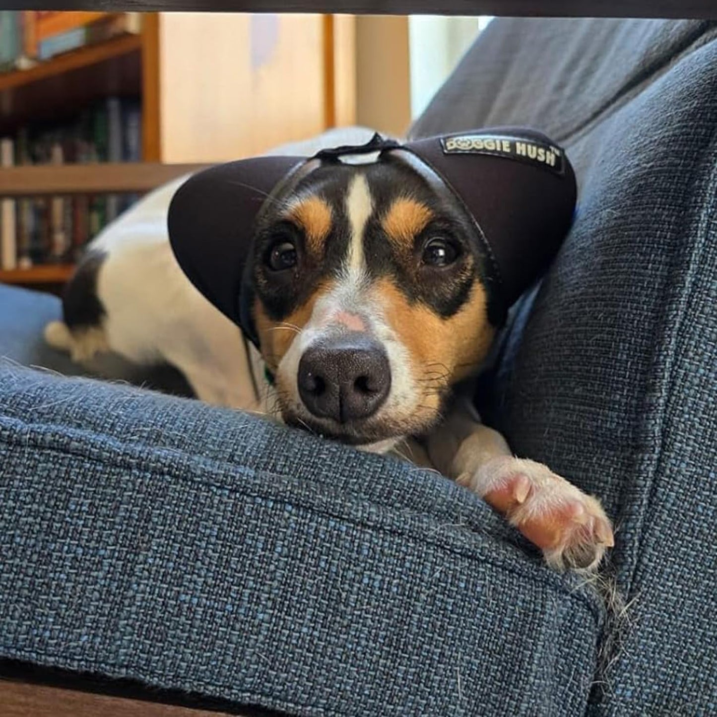 Dog Ear Muffs Noise Protection